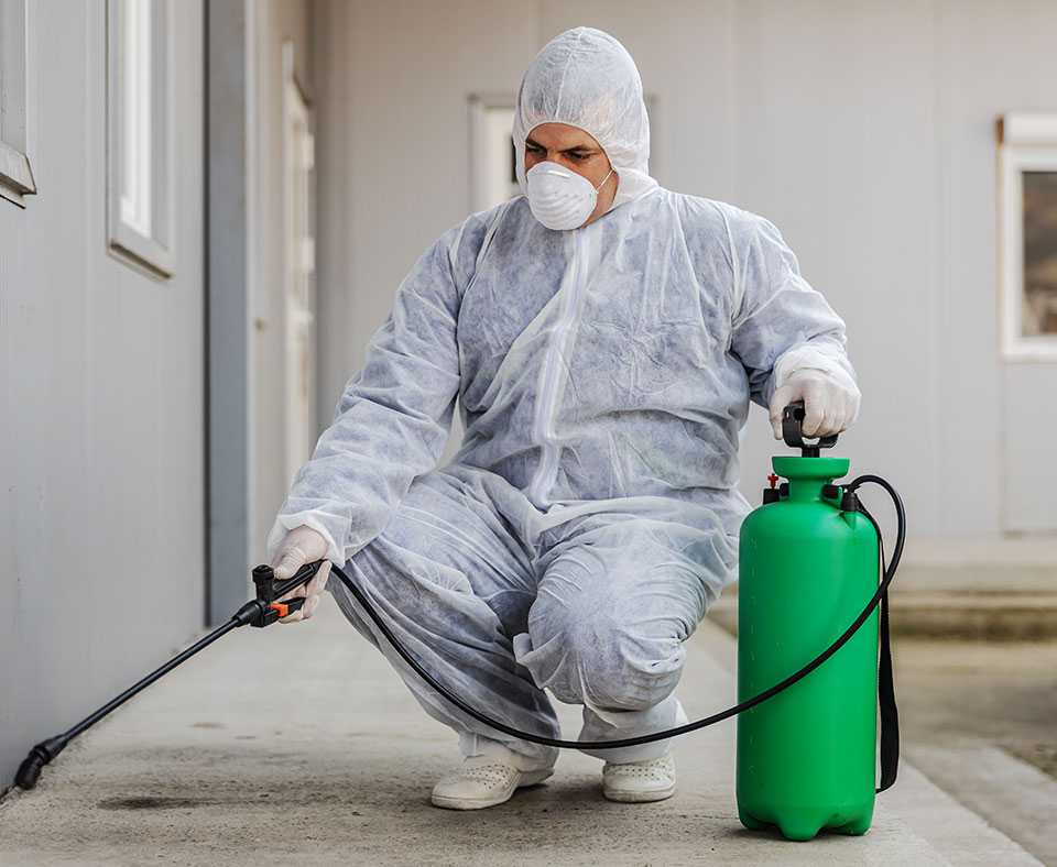 Expert Bed Bug Removal | Bed Bug Experts UK