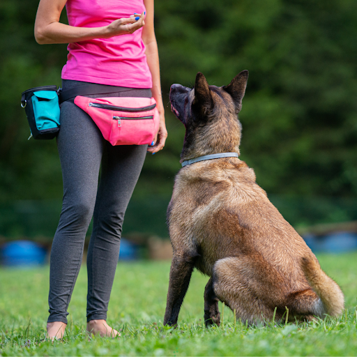 Dog Obedience Training Classes for a Well-Behaved, Happy Pet