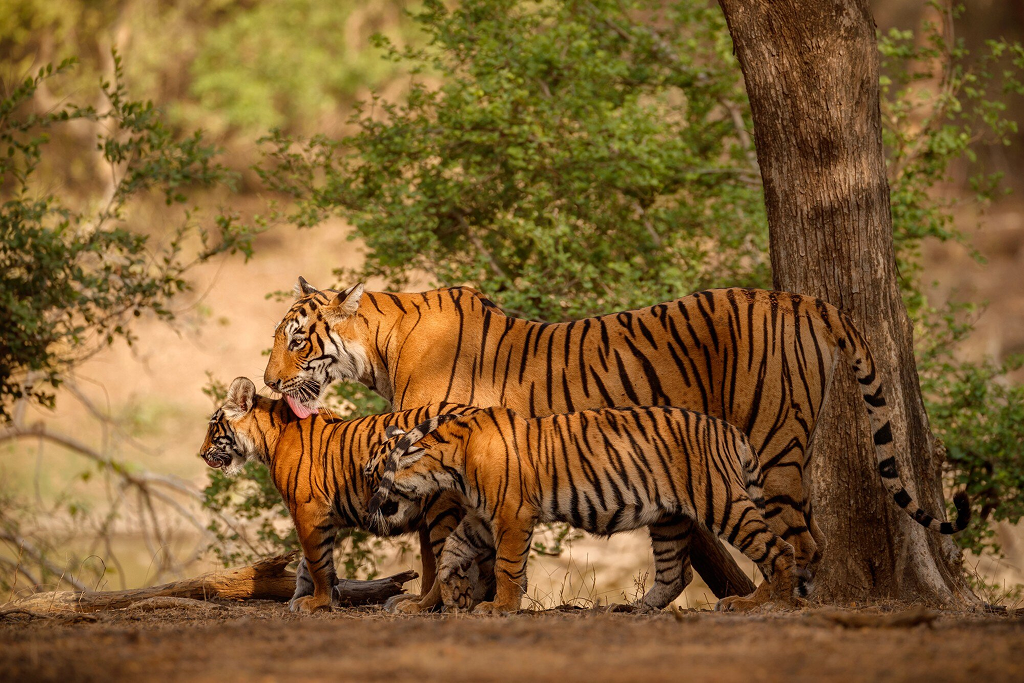 Experience the Adventure and Thrill of Kabini With Regenta Rewards