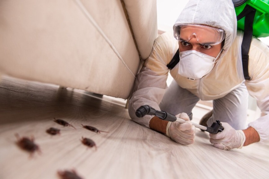 Effective Ants Control Service Solutions for a Pest-Free Home | Vipon