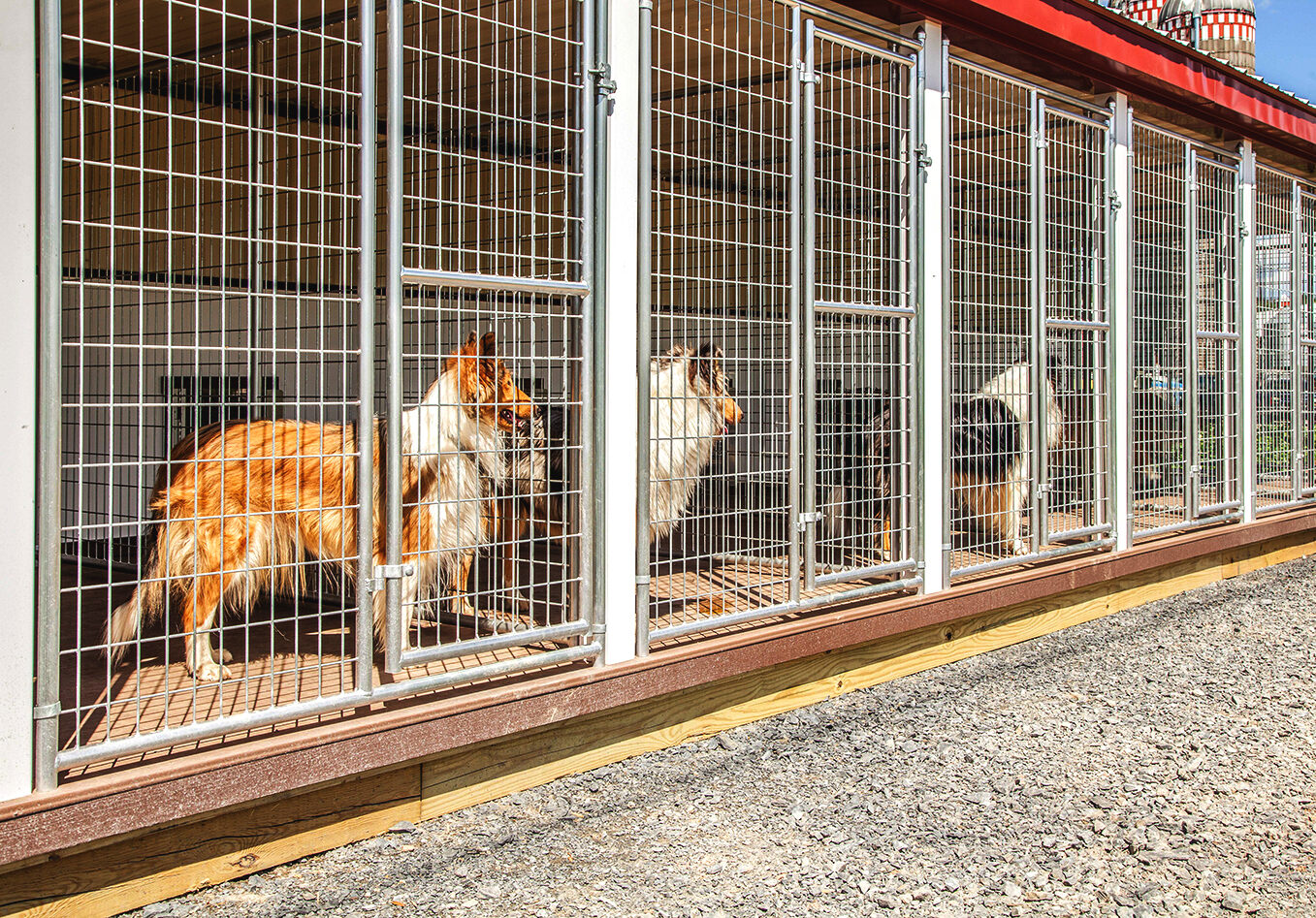 Guide to Dog Kennels in Hampstead -