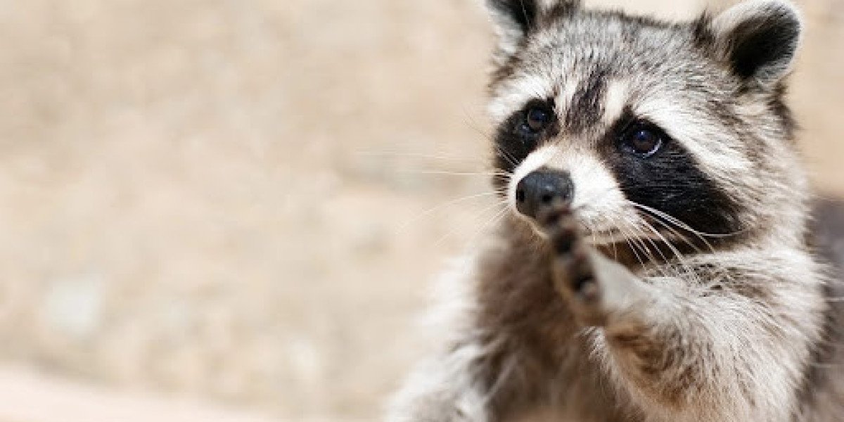 Tips for Dead Raccoon Removal in Your Property