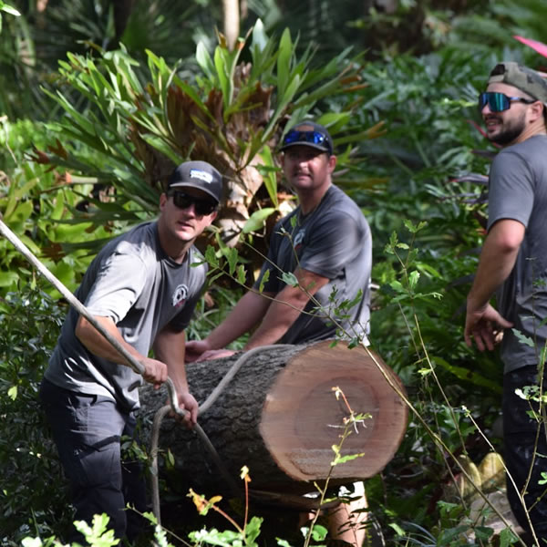 Professional Tree Removal Services - Cox Arboriculture Services