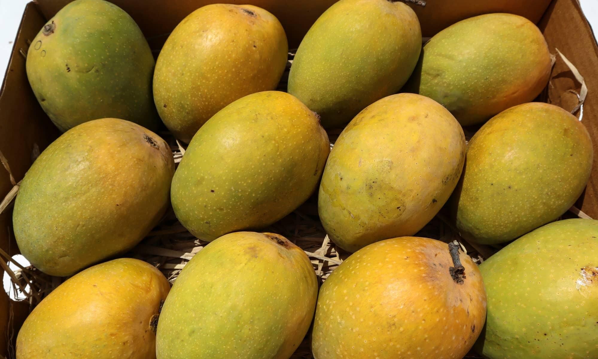 Air India ships 1000 tonnes of Indian mangoes to 31 countries in April