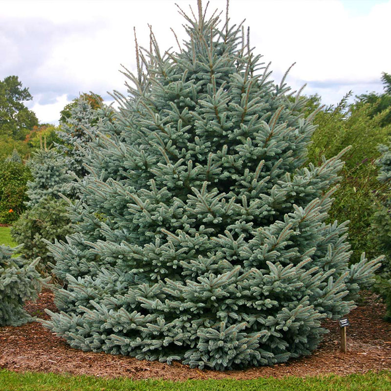 Transform Your Garden with Fast Growing Trees from BCB Trees & Landscaping – Site Title