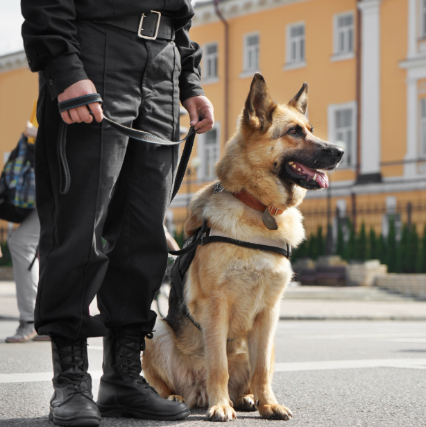What to Expect in Protection Dog Training Classes