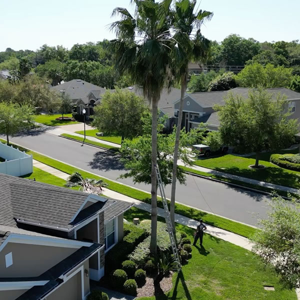 Tree Trimming Services - Cox Arboriculture Services