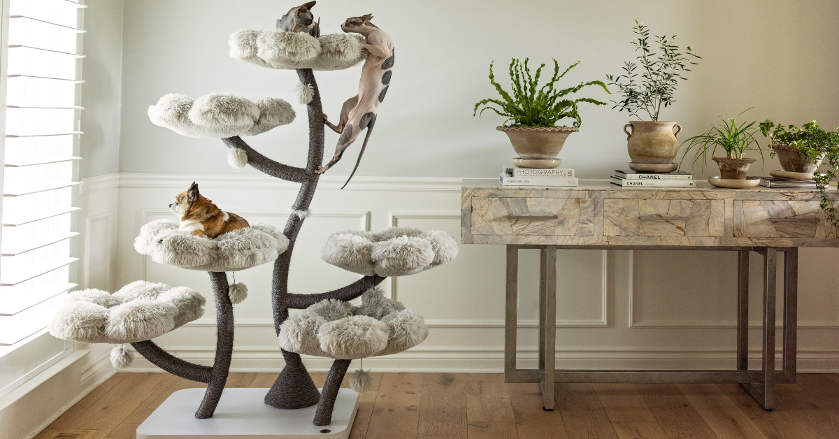 Eco-Friendly Cat Parenting: Sustainable Litter, Toys & Furniture  – KBSPETS