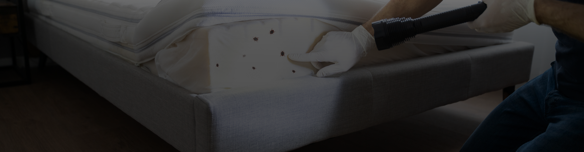 Expert Bed Bugs Control | Fast & Effective Treatment UK