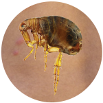 Pest Control Service in KL | Pest Control Kuala Lumpur, Malaysia