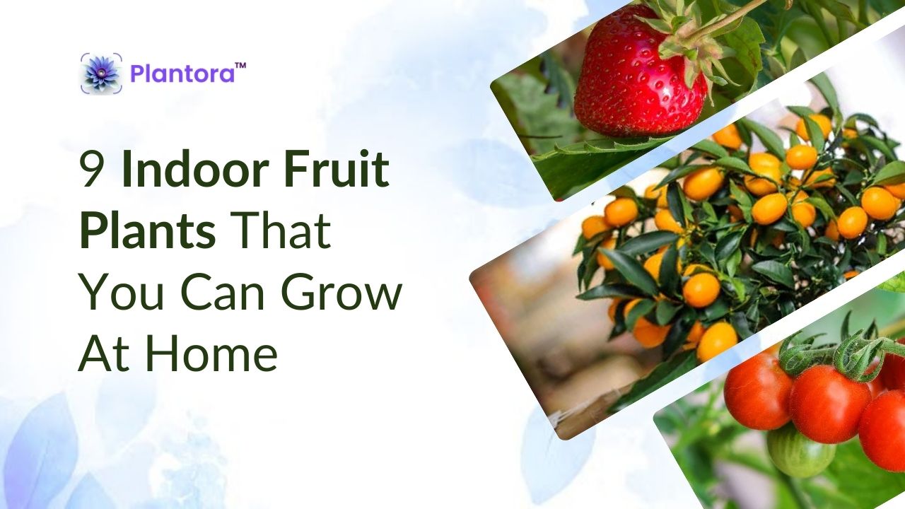 9 Indoor Fruit Plants That You Can Grow At Home - Plantora
