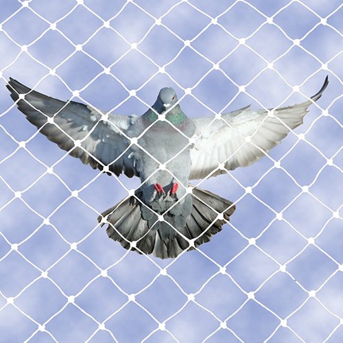 Bird Control | Bird Netting | Bird Spikes| Pigeon Control