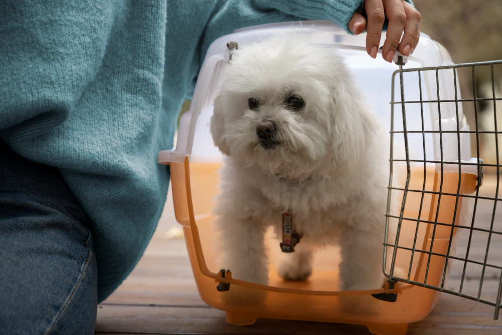Top 10 Questions Pet Owners Ask About Relocation Services