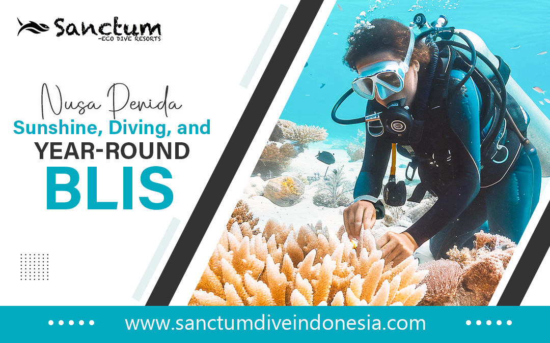 Nusa Penida: Sunshine, Diving, and Year-Round Bliss – Dive Indonesia, Scuba Bali Dive