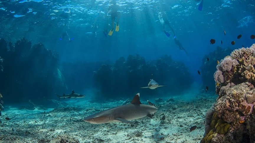 Snorkel with Sharks in Fiji: A Thrilling Adventure with Aqua Tours Fiji