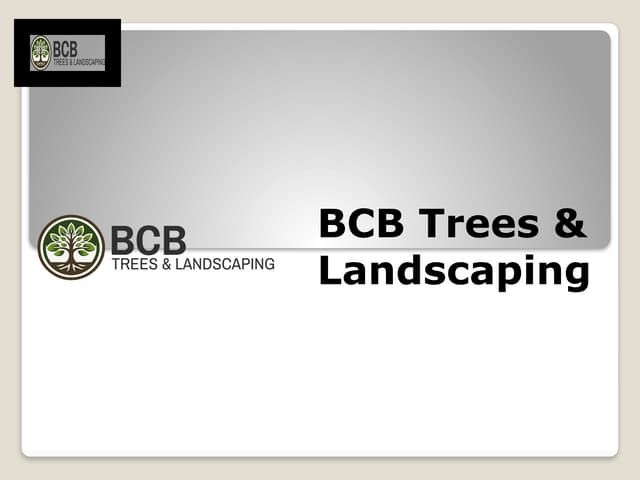 Big Shade Trees for Sale – BCB Trees & Landscaping.pptx