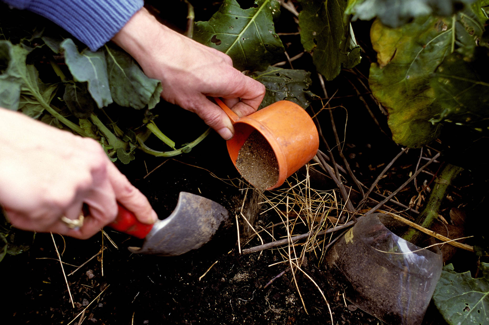 The Impact of Proper Fertilization on Leaf Color and Density