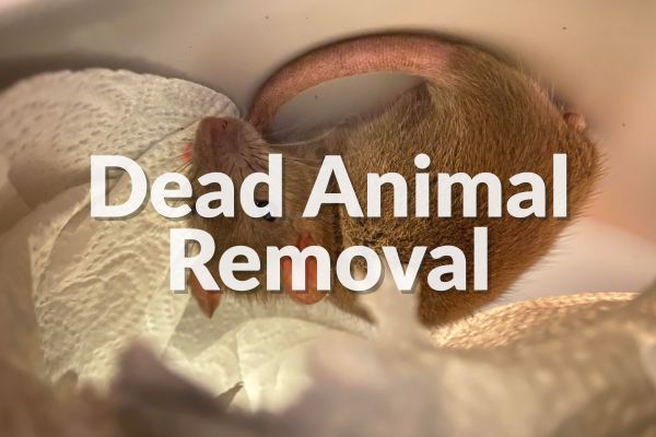 Dead Animal Removal Stockton: A Practical Guide for Local Residents