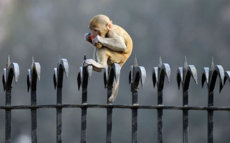 Solve the monkey problem with Monkey Spike