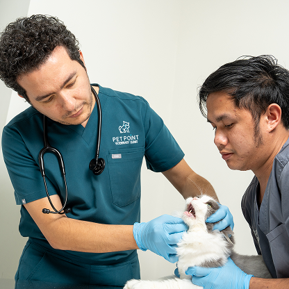 Best Vet Doctor & Pet Checkups in Dubai Silicon Oasis