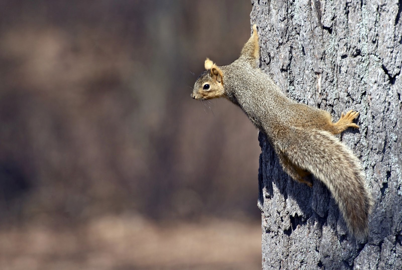 Squirrels: The Ultimate Arsonists | Elite Wildlife | Houston
