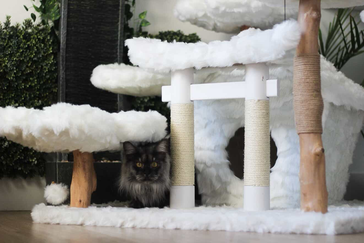 Top 5 Unique Cat Furniture Pieces for Sale – Stylish & Space-Saving  – KBSPETS