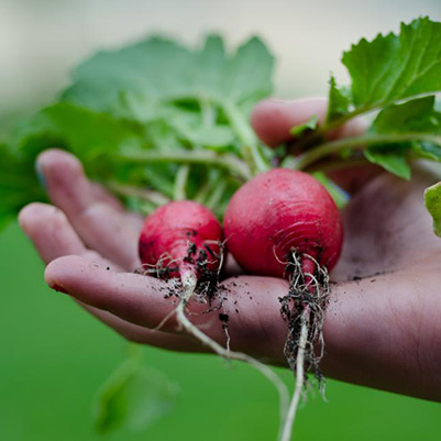 Organic Nutrients for Plants Growth in Mexico - Fitochem
