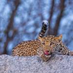 jawaileopardsafaribooking Profile Picture