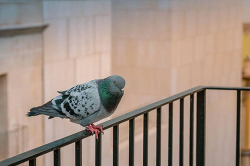 Balcony Netting & Cleaning Service in Toronto & Scarborough, ON