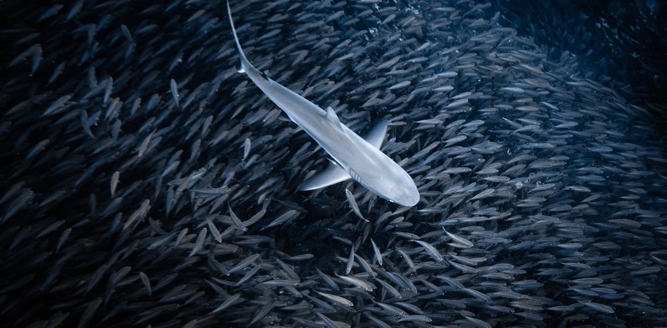 Sharks come in many different shapes and sizes. But they all follow a centuries-old mathematical rule - International Maths Challenge