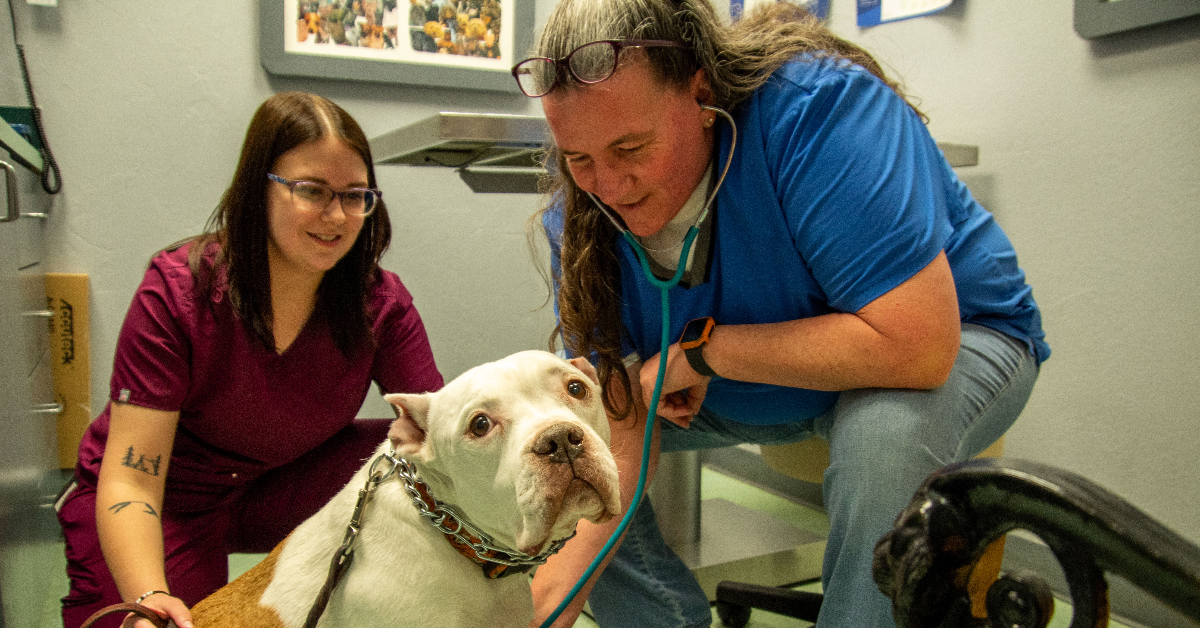 Veterinary Services In Midwest City – Your Pet’s Health Matters