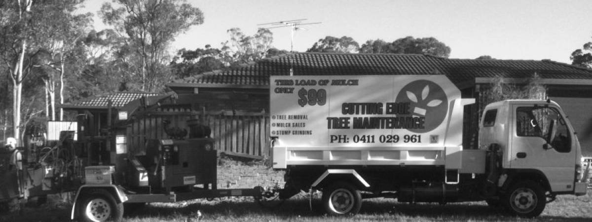 Tree Removal Maitland  - Arborists - Cutting Edge Tree Maintenance