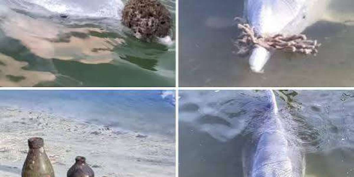 Mystique the Gift-Giving Dolphin: A Lockdown Story That Touched the World