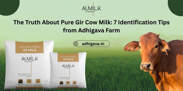 The Truth About Pure Gir Cow Milk: 7 Identification Tips from Adhigava Farm – @adhigava on Tumblr