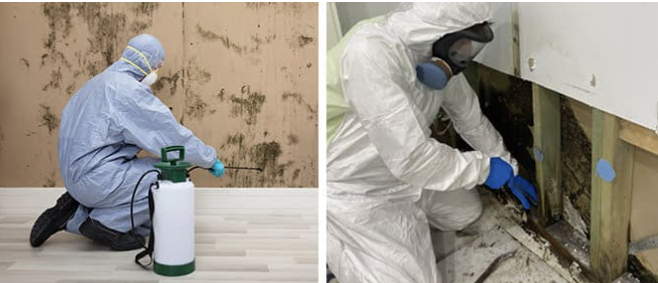 Mould Specialist Melbourne Tips for Damp Bathrooms and Kitchens