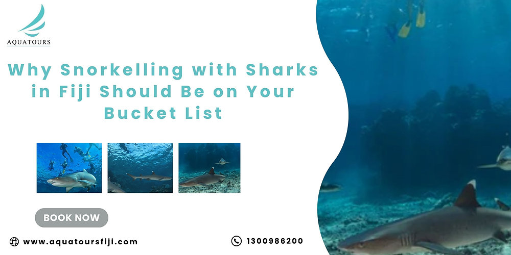Why Snorkelling with Sharks in Fiji Should Be on Your Bucket List