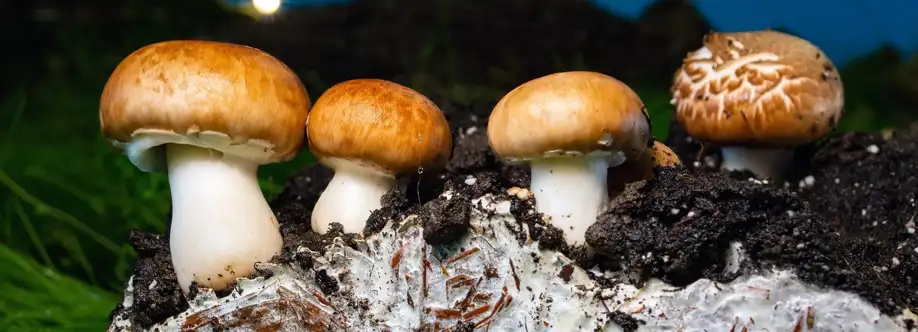 Quality Spores Cover Image