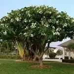 strew berry profile picture