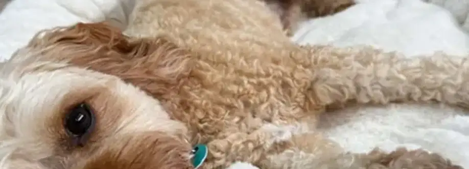 David Crawman Cover Image