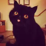 Lukki Vitto profile picture