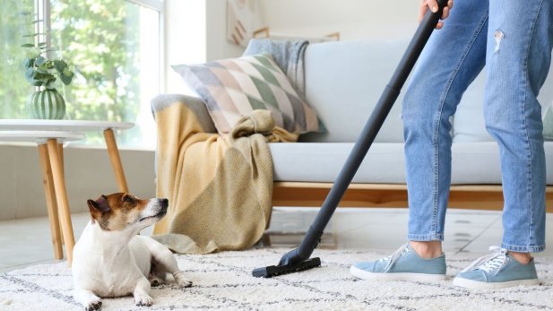 The Best Rug Cleaning Services for Pet Homes: Tried and Reviewed by Real Owners Article - ArticleTed -  News and Articles