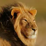 Meril Jeffery John profile picture