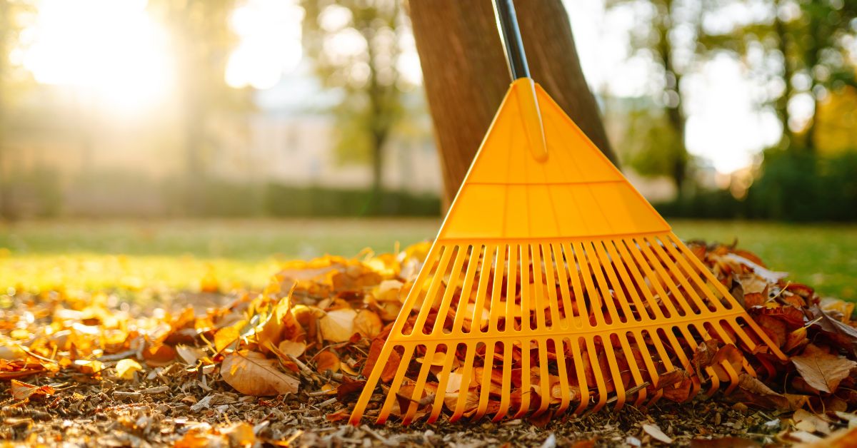 Which is Better? Leaf Removal vs. Mulching Leaves