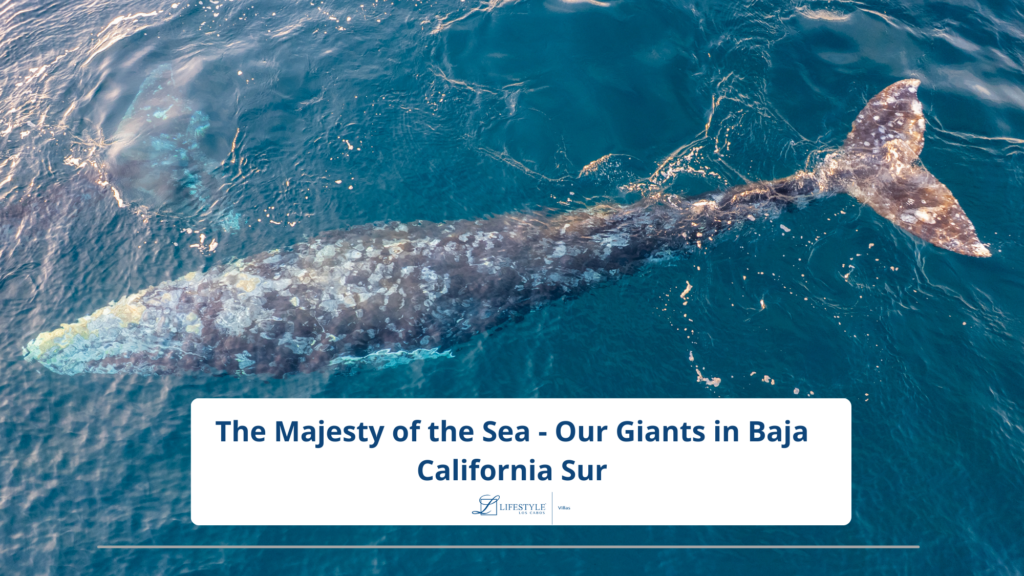 Whale Watching Season in Los Cabos | Ultimate Travel Guide