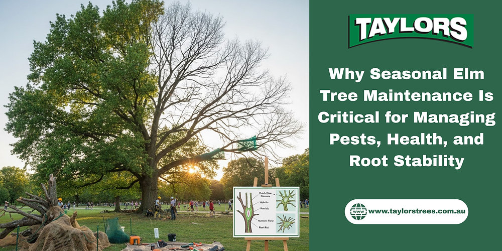 Why Seasonal Elm Tree Maintenance Is Critical for Managing Pests, Health, and Root Stability