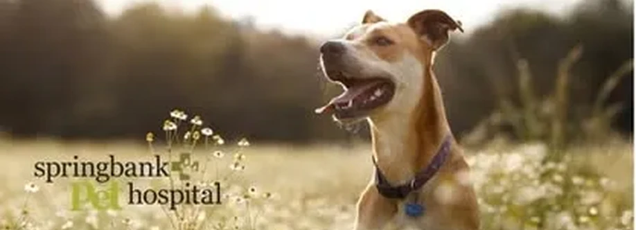 Springbank Pet Hospital Cover Image