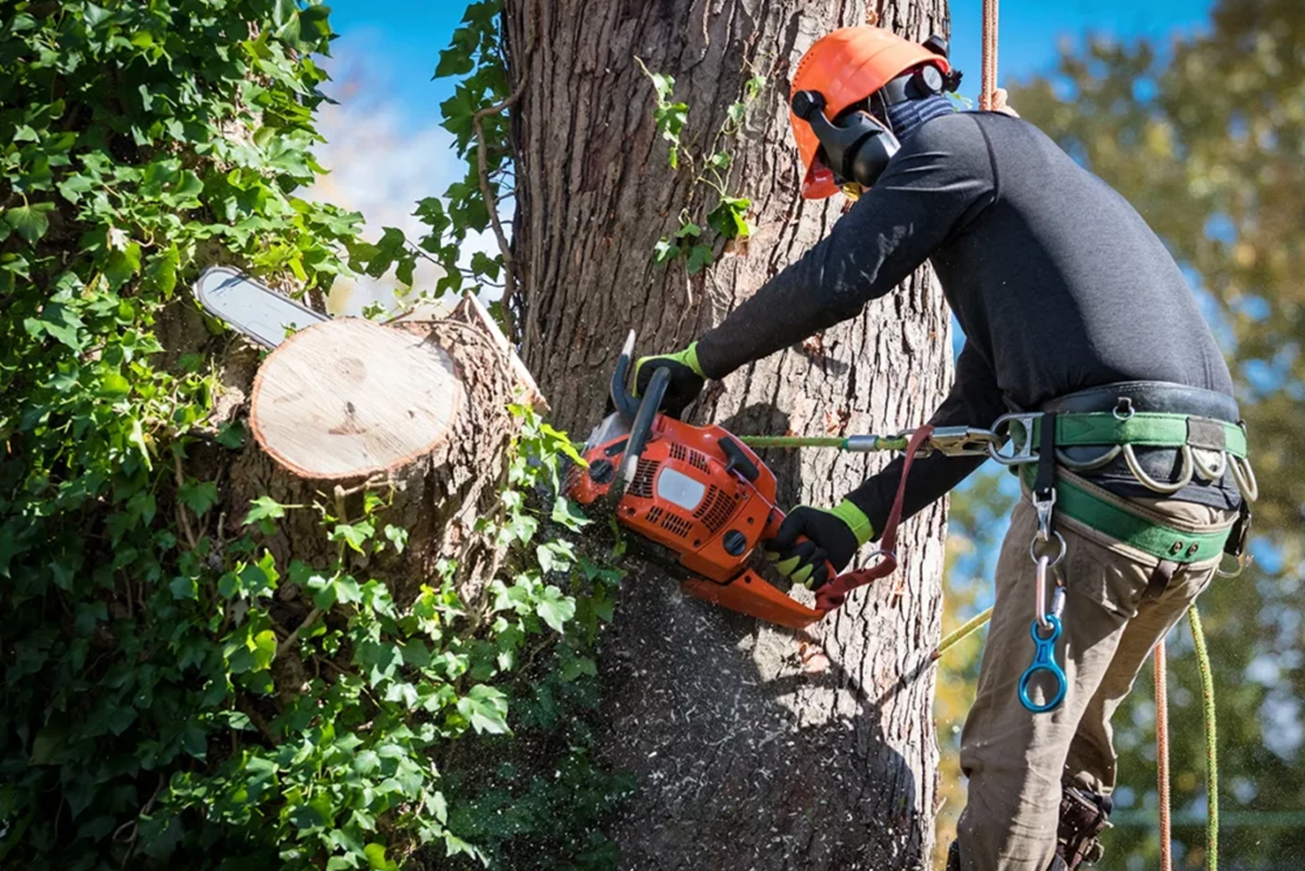 From Risk to Resolution: Exploring the Most Reliable Tree Removal Services in Canberra – Vibe Sphere