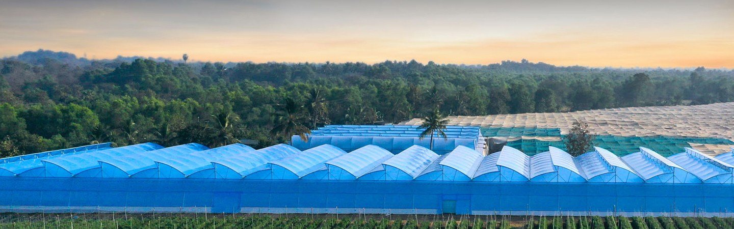 Ginegar Driplock Diffused Blue Film - Thermic Protection for Tomatoes  Roses