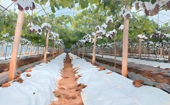 Safety, Smart Packaging and Protection Solutions