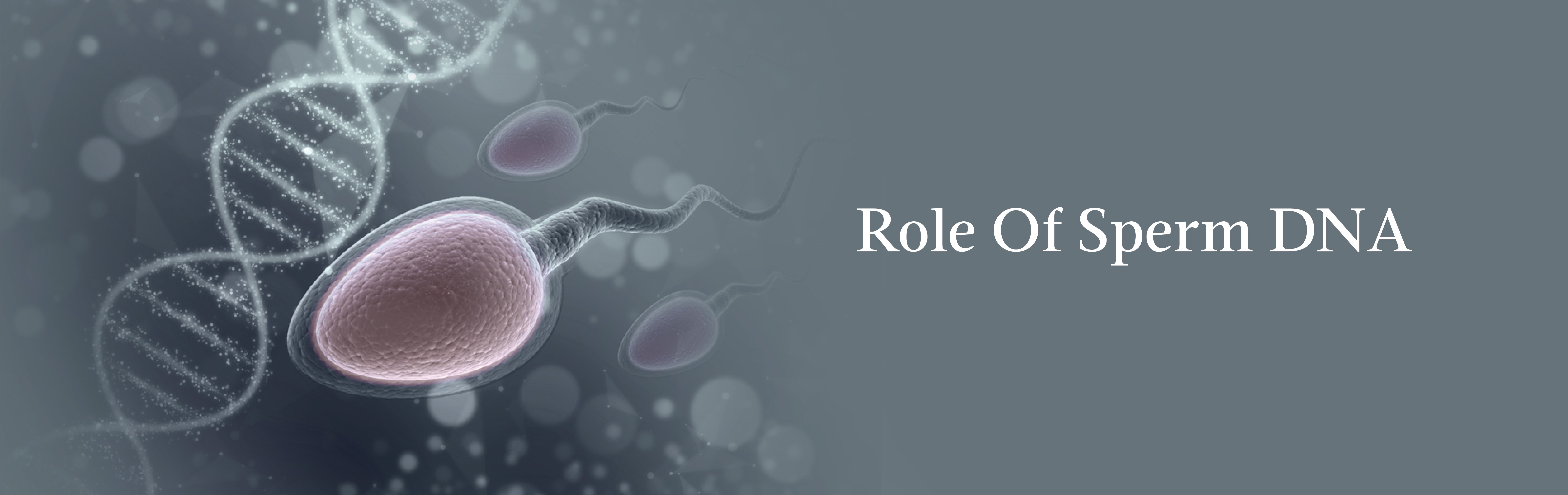 Role Of Sperm DNA: An Ultimate Guide To Male Infertility